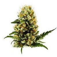 Lemon Haze