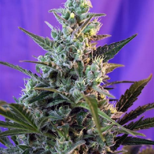 Sweet Skunk