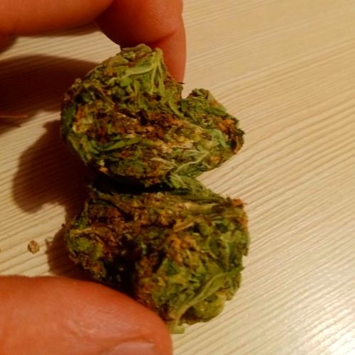 Critical Orange Punc