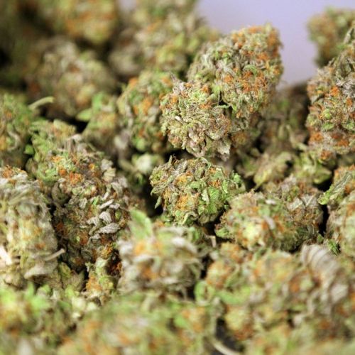 Шишки/Critical Kush