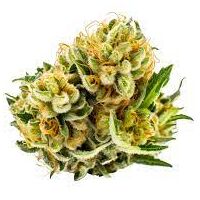 Lemon Skunk